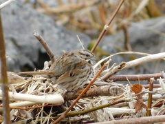 Melospiza melodia image