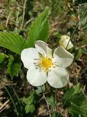 Fragaria