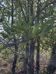 Lyonothamnus floribundus floribundus
