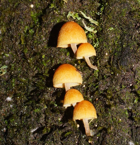 Pholiota eucalyptorum image
