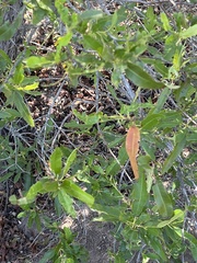 Lyonothamnus floribundus floribundus