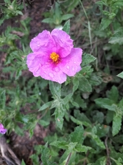 Cistus