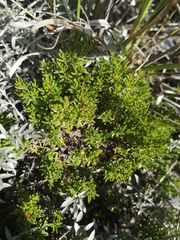 Arcytophyllum thymifolium