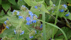 Pentaglottis sempervirens