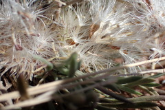 Townsendia hookeri