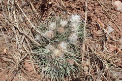 Townsendia hookeri