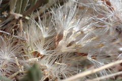 Townsendia hookeri