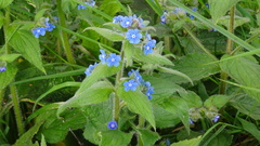Pentaglottis sempervirens