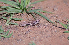 Catantopinae