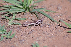 Catantopinae