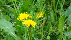 Taraxacum officinale