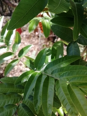 Thouinidium decandrum