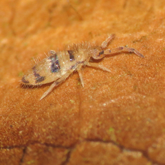 Entomobrya triangularis