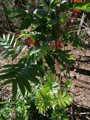 Thouinidium decandrum