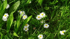 Bellis perennis