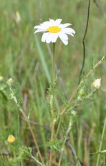 Anacyclus