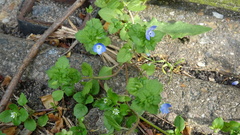 Veronica persica