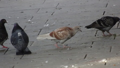 Columba livia domestica