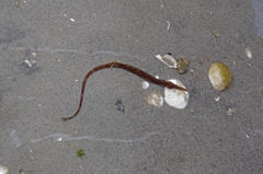 Syngnathus temminckii