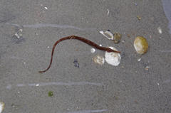 Syngnathus temminckii