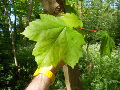 Acer pseudoplatanus