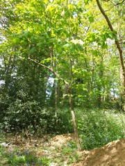 Acer pseudoplatanus