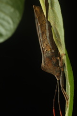 Pseudomictis distinctus