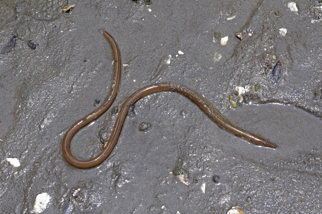 Anguila Serpiente Peces Del Mediterraneo Inaturalist