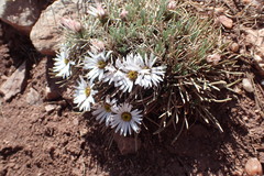 Townsendia hookeri