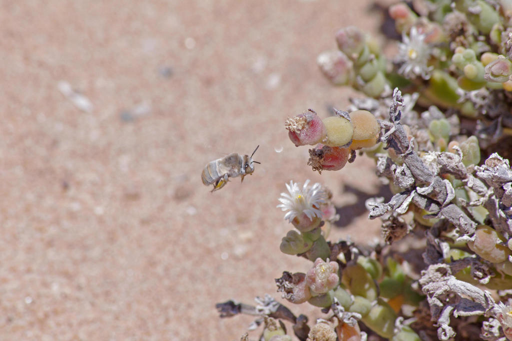Blonde Banded Digger Bee