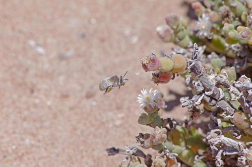 Amegilla velutina