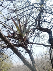 Tillandsia prodigiosa