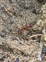 Pogonomyrmex comanche