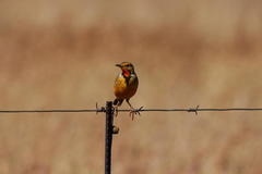 Macronyx capensis colletti