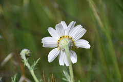 Anacyclus