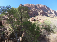 Diospyros texana