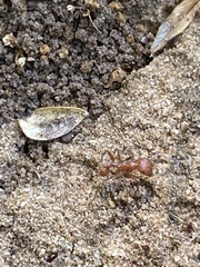 Pogonomyrmex comanche