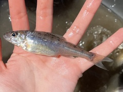 Percopsis omiscomaycus