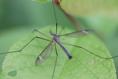 Tipula luna
