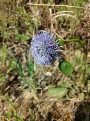 Globularia