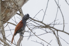 Thamnophilus palliatus