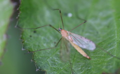 Limonia phragmitidis