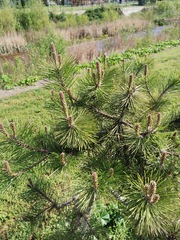 Pinus