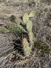 Opuntia cymochila
