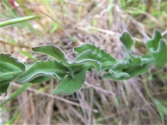 Lepidium heterophyllum