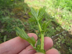 Barbarea vulgaris