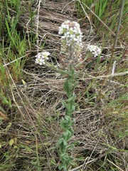 Lepidium heterophyllum