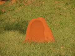 Cornitermes cumulans