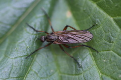 Empis opaca