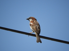 Passer domesticus